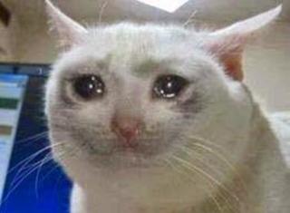 Sad cat meme